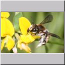 Anthidium manicatum - Grosse Wollbiene m16c 13mm.jpg